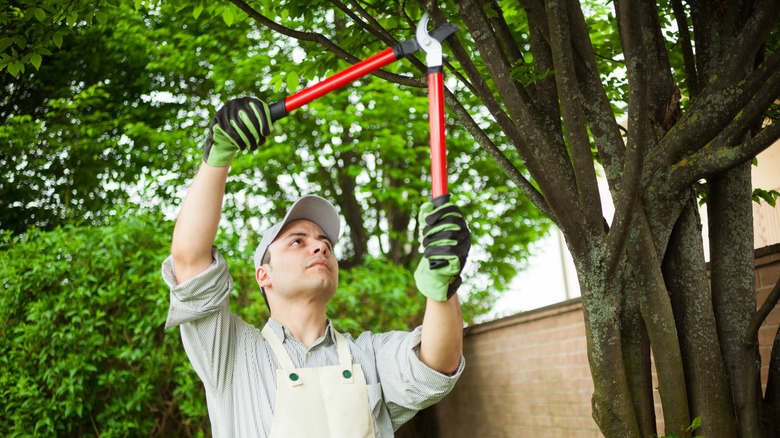 A person pruning a tree with a long-handled pruner
