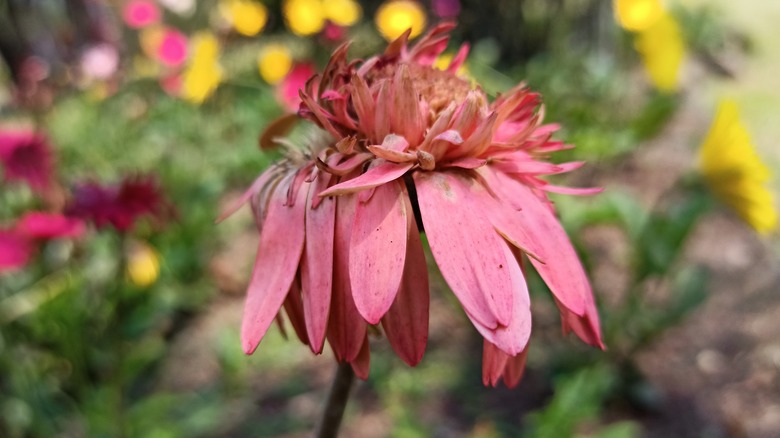 wilting pink gerber daisy