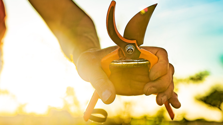 hand holding pruning shears