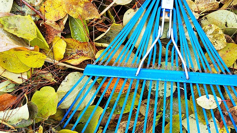Close-up of a metal rake rake with a spring brace and a pile of wet leaves