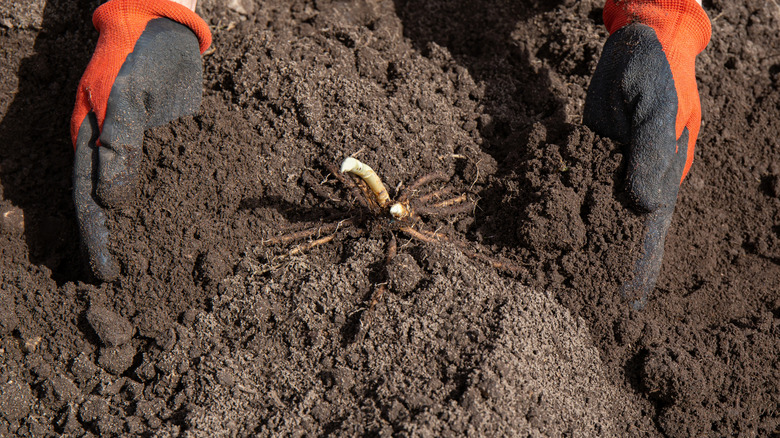 Two gloved hands push soil over an asparagus bare root crown in a garden bed.