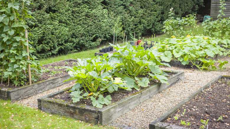 A thriving vegetable garden with vegetables planted in raised beds surrounded by gravel pathways, a lawn, and a dense hedgerow