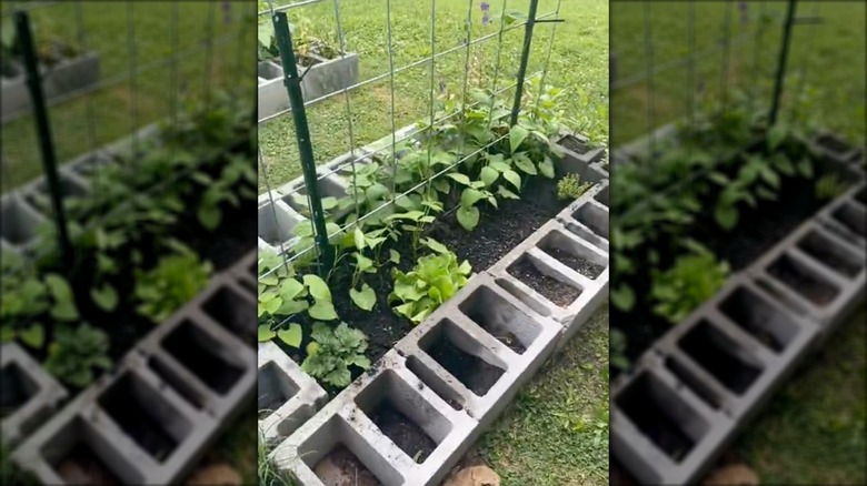 A cement block-raised garden bed with plants inside