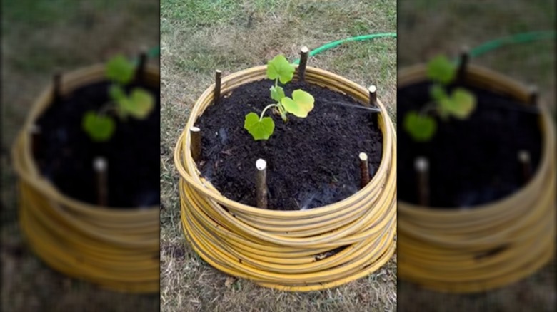 Final look of water hose raised bed garden design