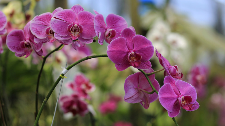 A pink-flowering orchid in a garden.