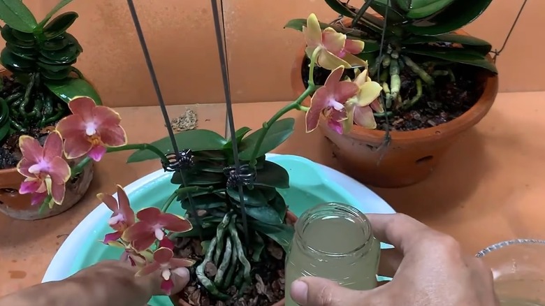 A person feeds a potted orchid a solution made of potato sprouts and ginger.