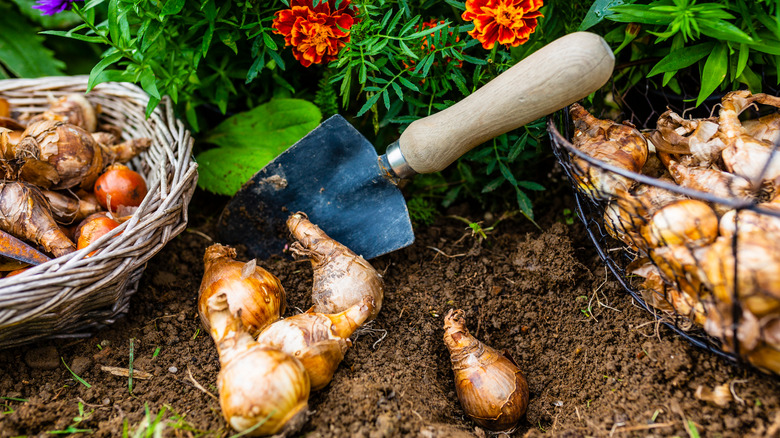 Bulbs and supplies for planting are laid out in the garden.