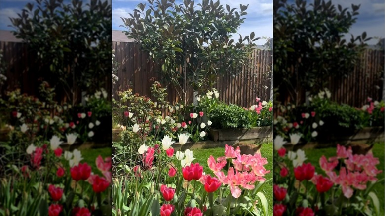 Arrangement of pink and white tulips in planters around back yard.