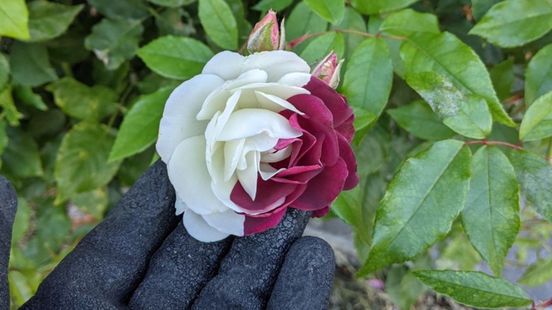 Rare split colored rose in a garden