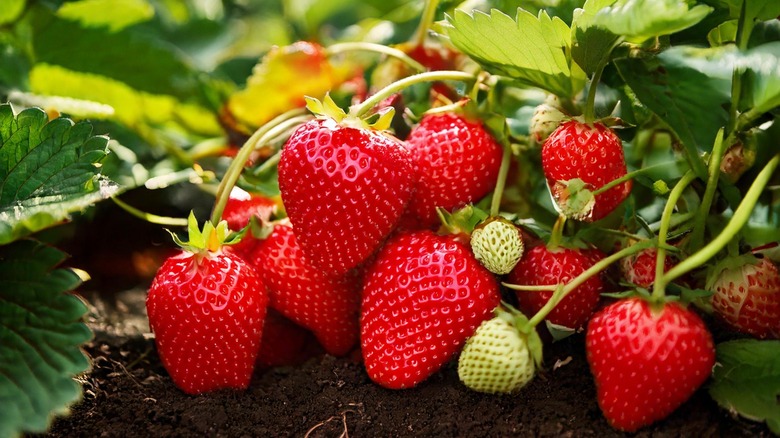 fresh ripe big strawberries surrounded by green leaves