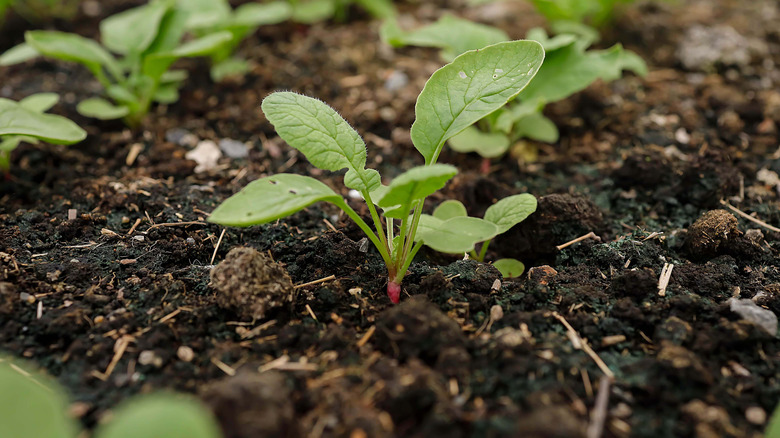 Small seedlings growing in organically enriched soil