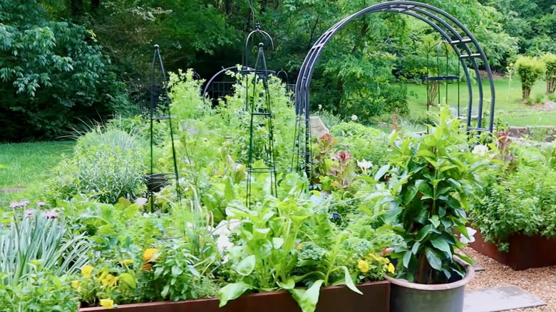 Nicole Burke calls many of her raised-bed gardens "kitchen gardens."