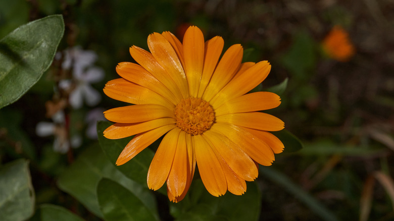 Closeup of a calendula bloom