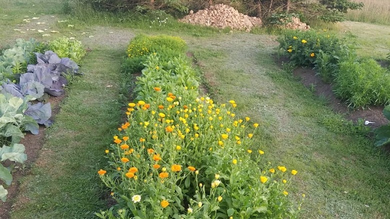 thodin89's garden in full swing