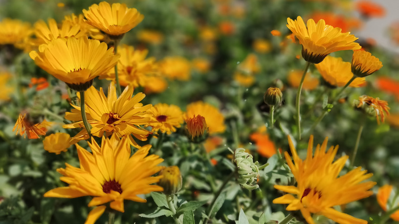 A cluster of healthy yellow calendulas growing outdoors
