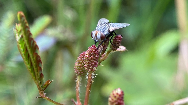 tachinid fly sitting on a plant