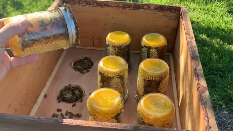 A hand holds a mason jar filled with bees and honeycomb, with other jars filled with bees and honeycomb turned upside-down in the background.