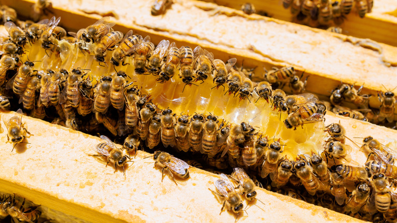 Honeybees hover over yellow honeycomb among the light wooden slats of a hive.
