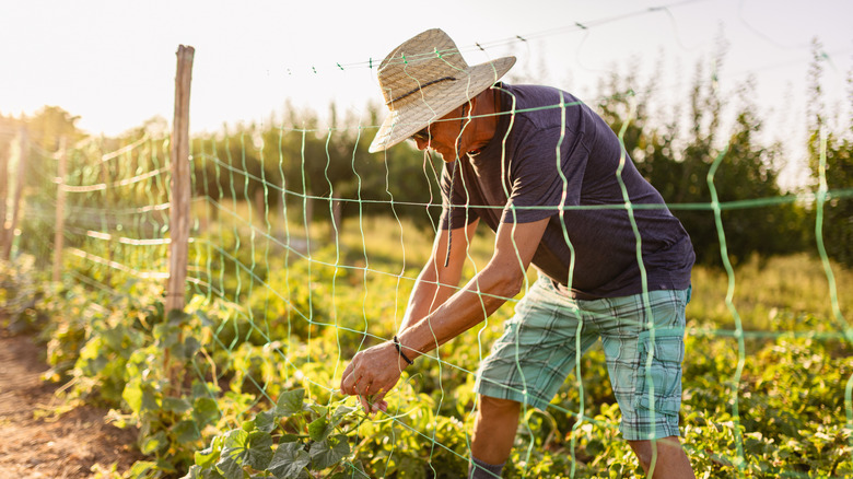 A man wearing a blue shirt, plaid shorts, and straw hat is winding a vine through the green string of a trellis.