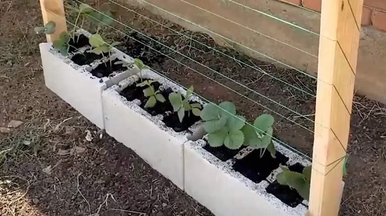 A trellis made with two wood beams and three cinder blocks holds small strawberry plants.