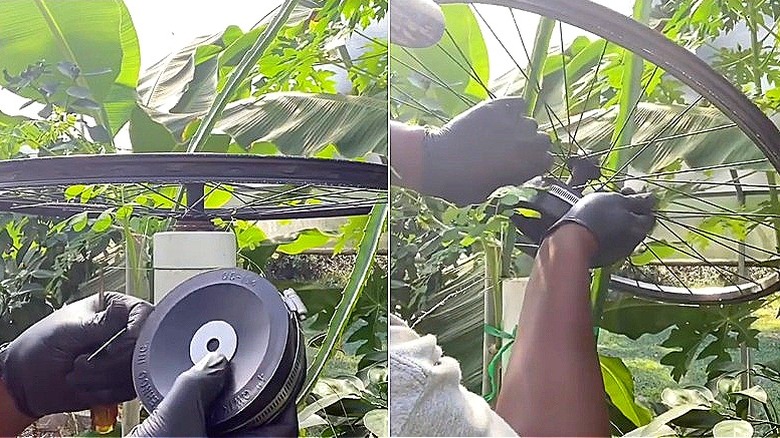 Split image of a person holding a flexible cap next to an old bicycle wheel in a garden, and then the person attaching the flexible cap to the bicycle wheel
