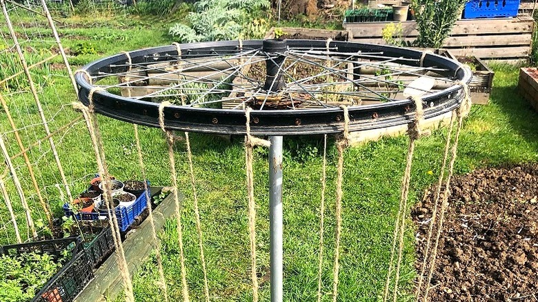 A DIY trellis planter made with a bicycle wheel