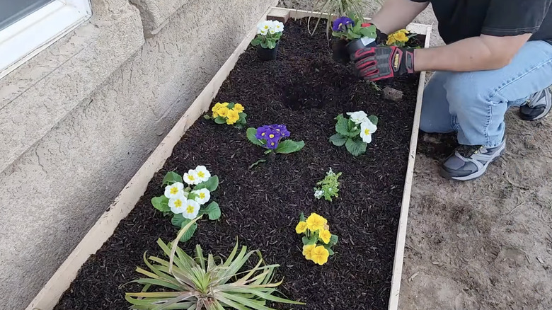 A person planting out a recently completed wooden raised bed on the side of a home.