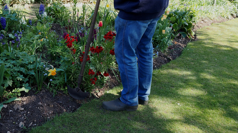 A person uses a sharp tool to define the edge on a garden bed full of flowering plants beside a lawn.
