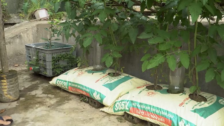 Tomato plants growing inside feed bags.