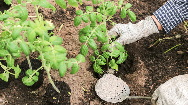 A gardener's hands planting tomato plants.