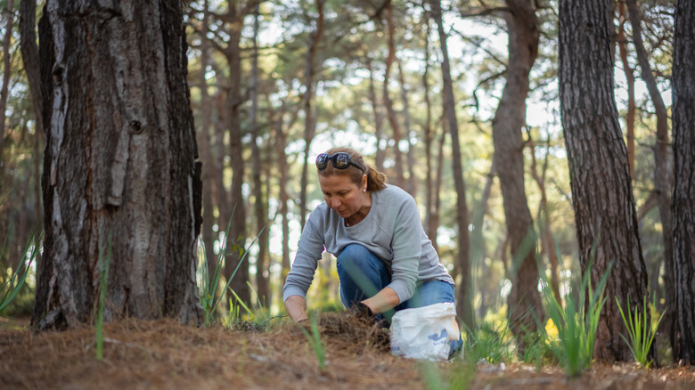 A woman collecting pine needles in a forest.