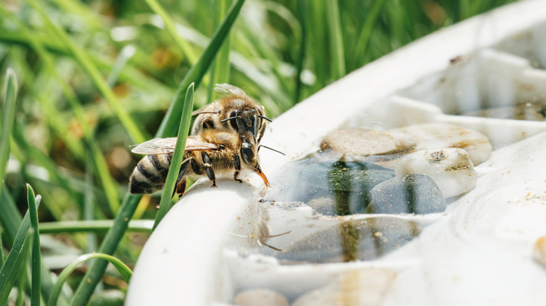 Two bees perched on the side of a dish with water and blades of grass behind them