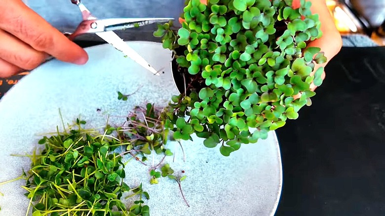 Close-up of a person using a pair of scissors to snip leaves from a microgreen onto a plate