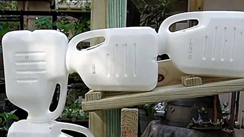 Milk jugs set up as a hydroponic garden