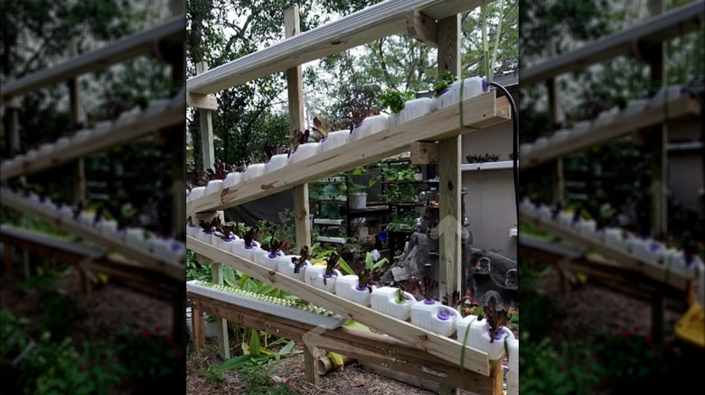 A finished milk jug hydroponic garden