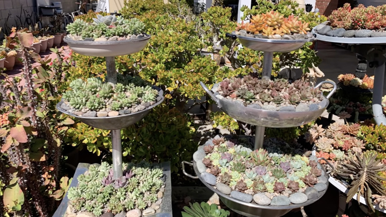 Two DIY tiered succulent planters made from frying pans in a patio garden.