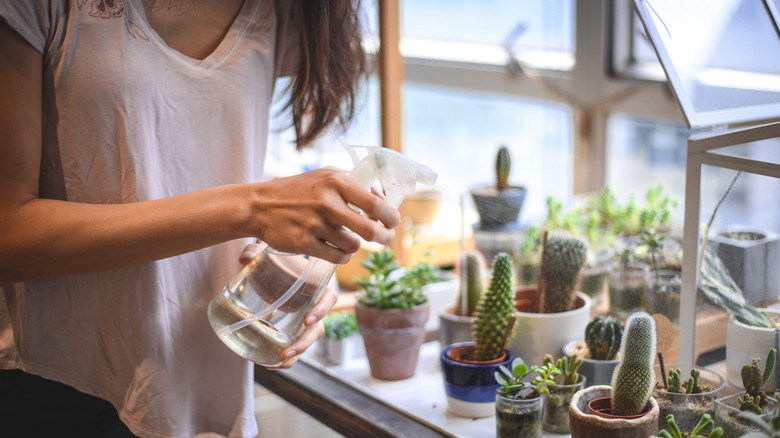 A person spritzes succulents and cacti growing in small pots on a table in a large greenhouse.