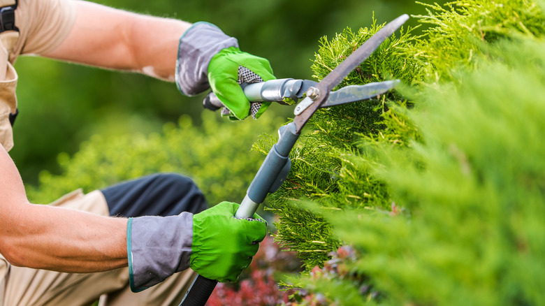 person pruning shrubs with shears