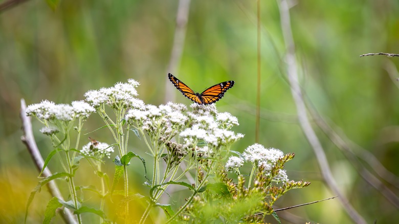 Late boneset flower with a butterfly.