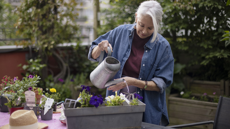 A gardener watering flowers.
