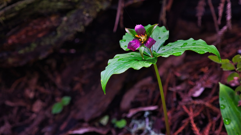 A single purple dwarf wakerobin flower in bloom