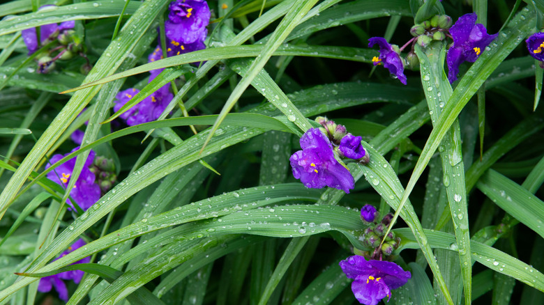 A dense cluster of Ohio spiderwort plants speckled with tiny raindrops