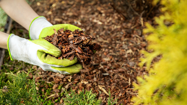 A person wearing gardening gloves while mulching trees and shrubs