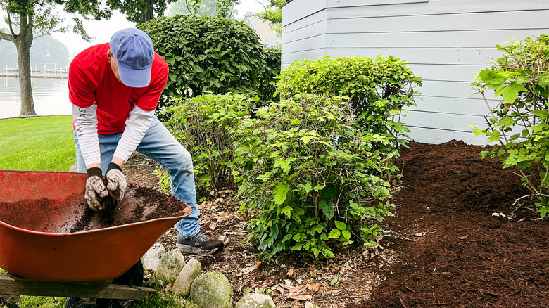 A person applying mulch to perennials
