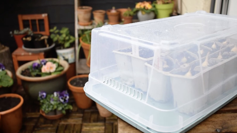 Plastic storage tote used as mini green house for plants