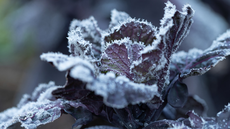 Cabbage leaves covered in frost in the garden