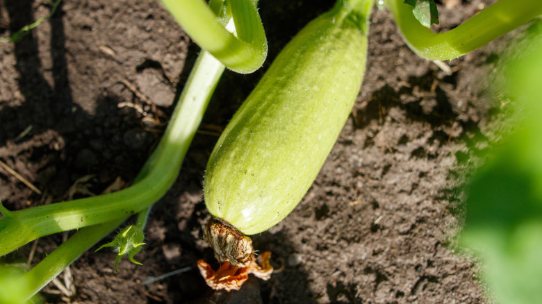 An up close image of a small budding squash in a garden bed surrounded by soil and green leaves.