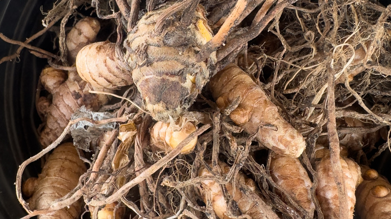 A closeup of skirret rhizomes