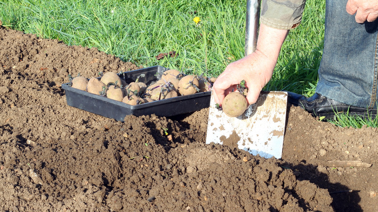 A gardener planting some seed potatoes in the soil