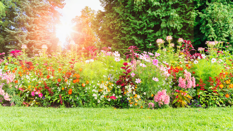 A sunny garden full of colorful flowers